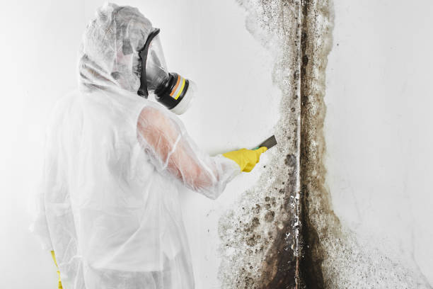 Best Home Mold Removal  in Woodstock, VA