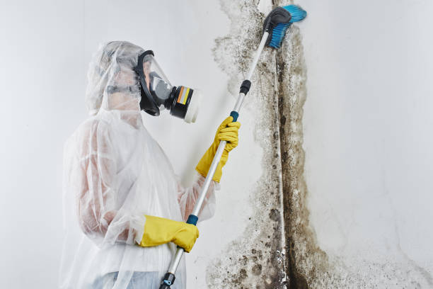 Reliable Woodstock, VA Mold Removal Solutions