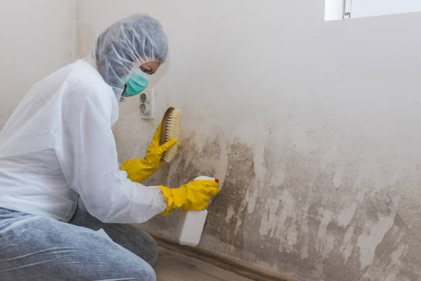 Best Local Mold Removal Service  in Woodstock, VA