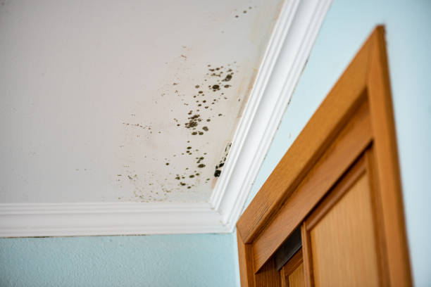 Best Mold Removal Near Me  in Woodstock, VA