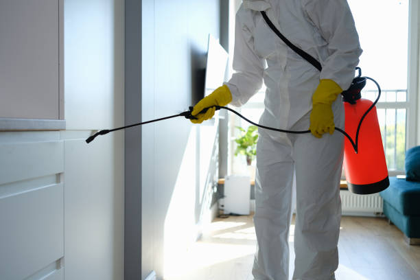 Best Mold Remediation  in Woodstock, VA