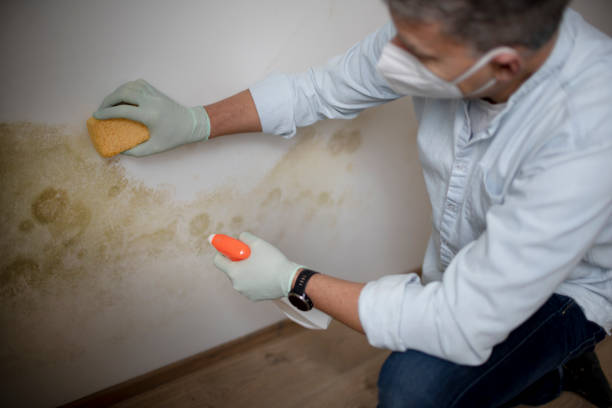Best Local Mold Removal Service  in Woodstock, VA