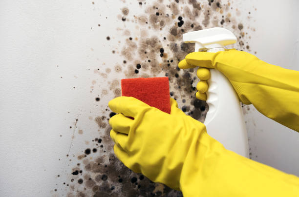 Best Best Mold Removal Companies  in Woodstock, VA