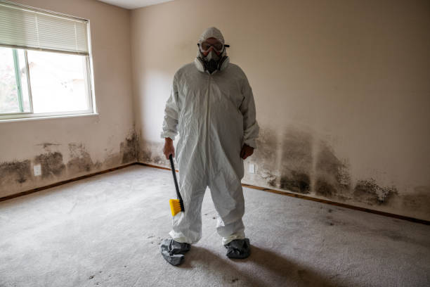 Home Mold Removal in Woodstock, VA