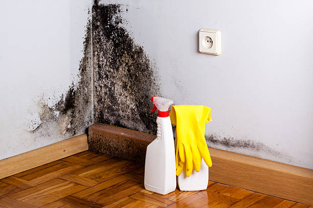 Best Same-Day Mold Removal  in Woodstock, VA