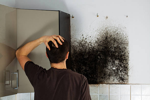 Best Certified Mold Removal  in Woodstock, VA