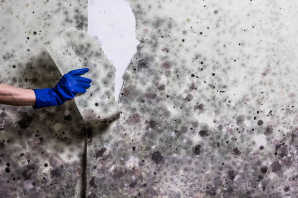 Best Attic Mold Removal  in Woodstock, VA